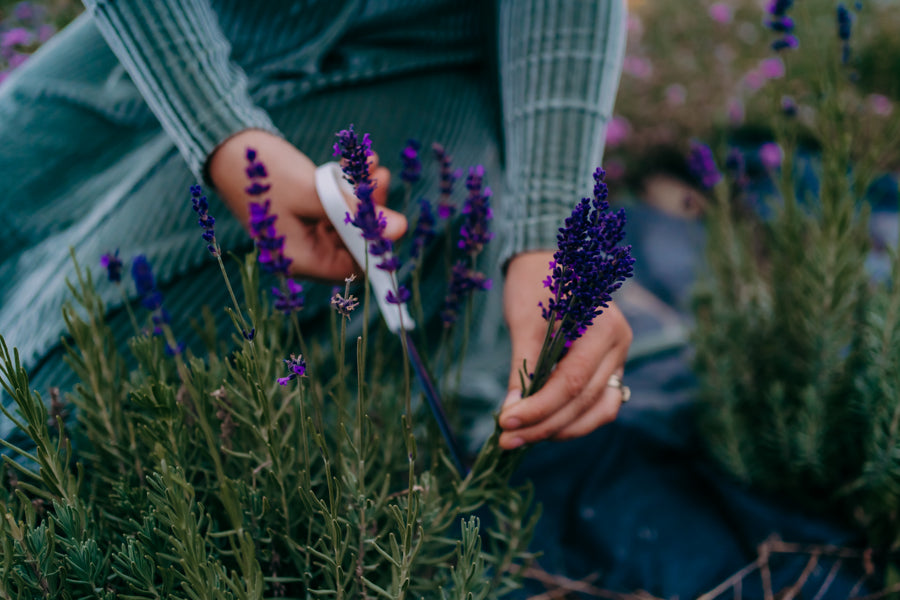Evening Wellness Bundle | Lavender Tallow Body Butter + Magnesium Whipped Tallow